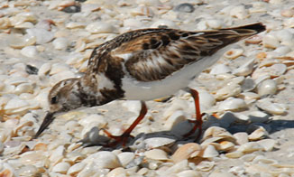 Florida Bird Species