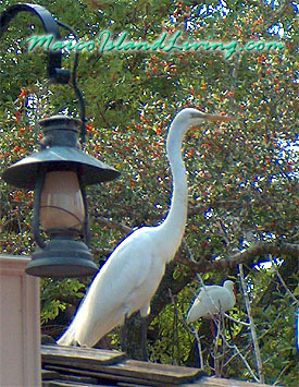 Egret FL Birding