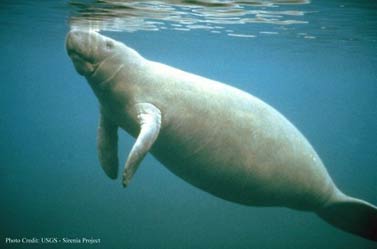 Manatee Tours in Florida