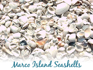 South Florida Shelling Marco Island Florida Shelling Shellfish Shell  Gathering Shell Conch Collecting