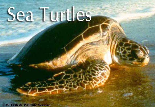 Green Sea Turtle 