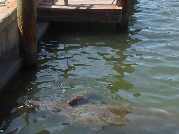 https://www.marcoislandliving.com/wp-content/uploads/2014/07/manatee-momandbaby.jpg