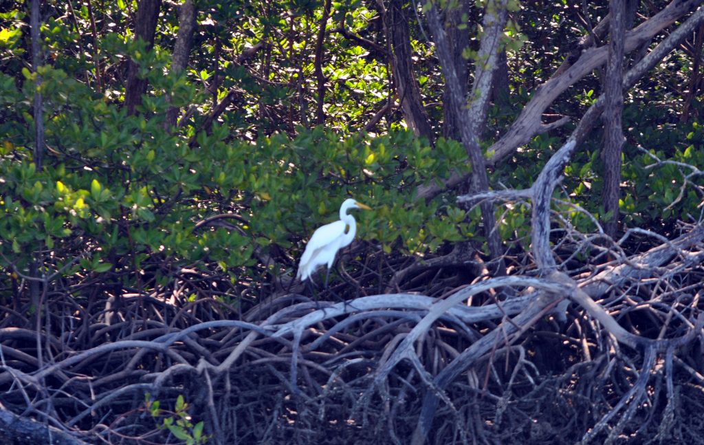 egret-in-mangrooves