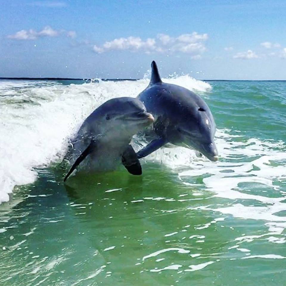 Dolphin Fish Tours Photos Wild Dolphin | Marco Island Living