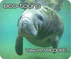 Everglades FL Eco Tours