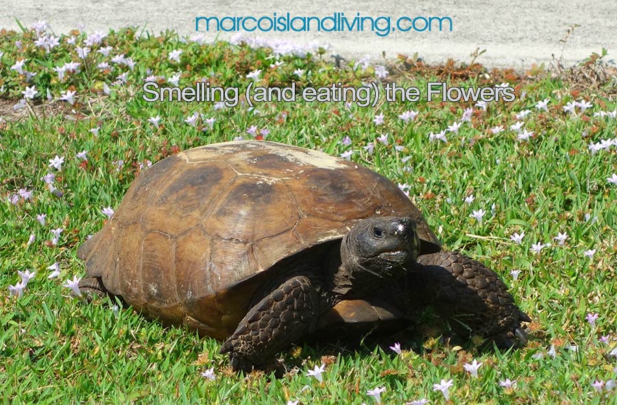 Gopher Tortoise FL Wildlife Photo Slide Marco Island Living